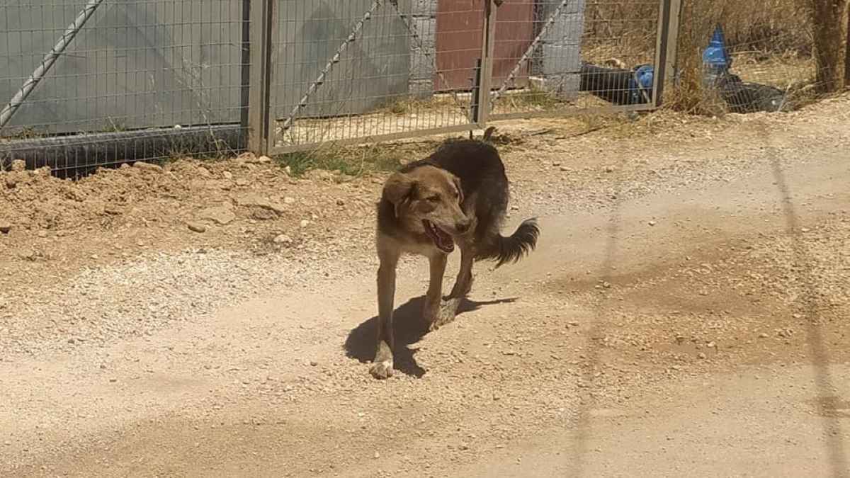 Ναύπλιο: Του έπεσε ο σκύλος από την καρότσα στο δρόμο και έφυγε αδιάφορος – Περαστικός μάζεψε το ζώο