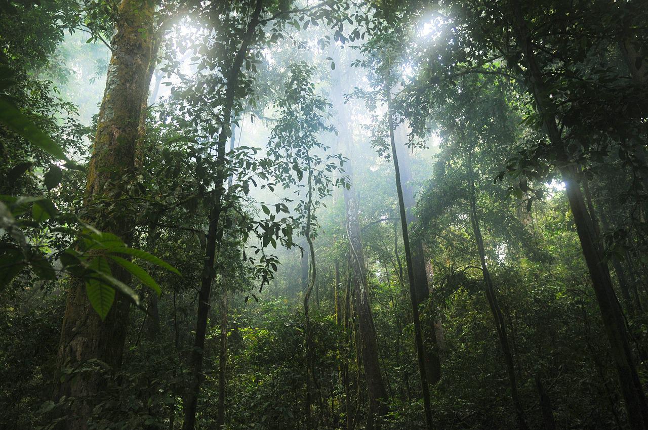Βιβή Σκούρτη: Ψηφίζοντας ΝΔ το δάσος της Κορακιάς κινδυνεύει να γίνει οικόπεδα