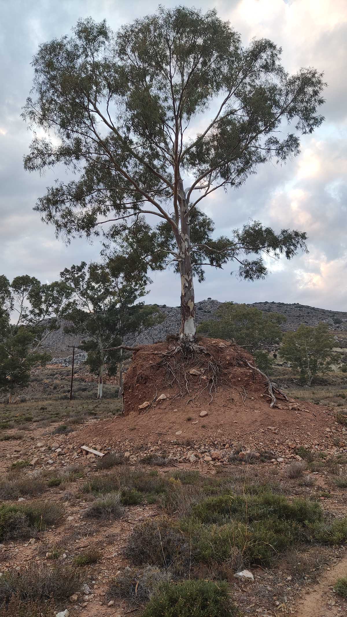 Δέντρο στην Καραθώνα ΦΩΤΟ anagnostis (2)