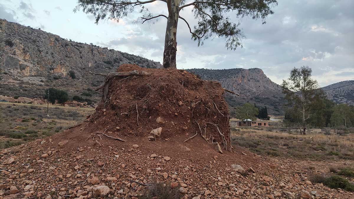 Δέντρο στην Καραθώνα ΦΩΤΟ anagnostis (7)