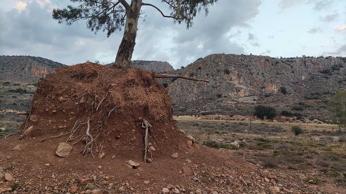 Δέντρο στην Καραθώνα ΦΩΤΟ anagnostis (9)