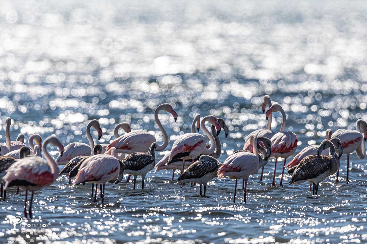 Φλαμίνγκο στο Ναύπλιο ΦΩΤΟ Θάνος Κομνηνός (10)