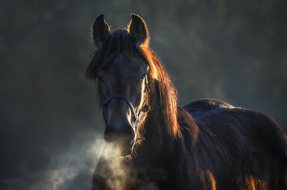 Τουλάχιστον 170 ιπποειδή κυκλοφορούν ανεξέλεγκτα στην Περιφέρεια Πελοποννήσου