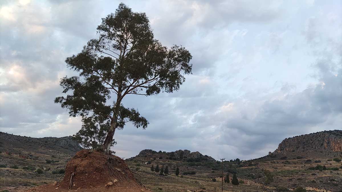 Ναύπλιο: Εικόνα από την άγρια δύση στην Καραθώνα – Το μοναχικό δέντρο στo ύψωμα