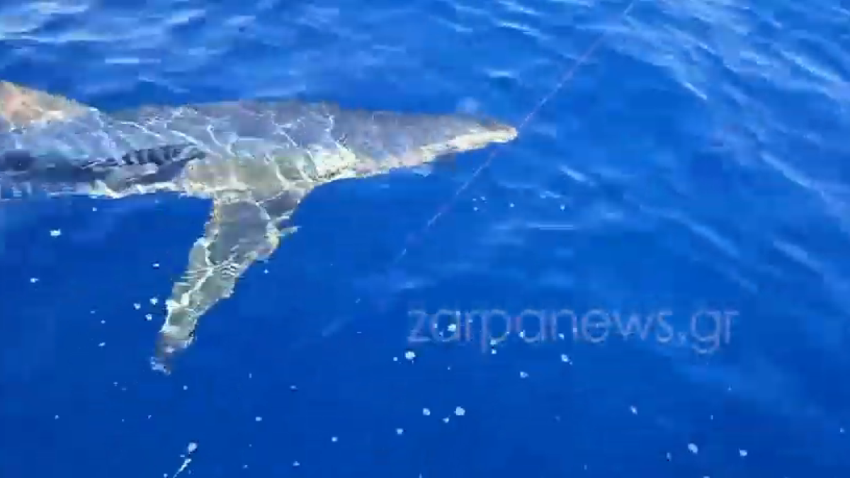 Καρχαρίας έπιασε φιλία με ψαράδες ανοιχτά των Κυθήρων