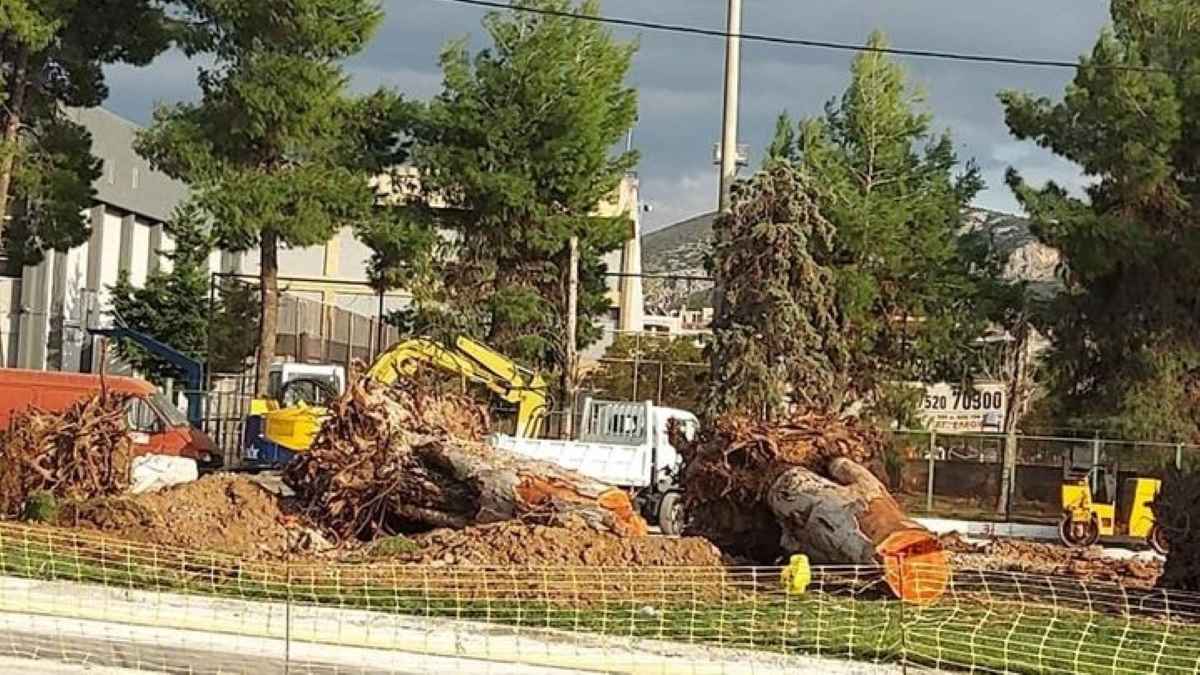 Κώστας Καράπαυλος δέντρο