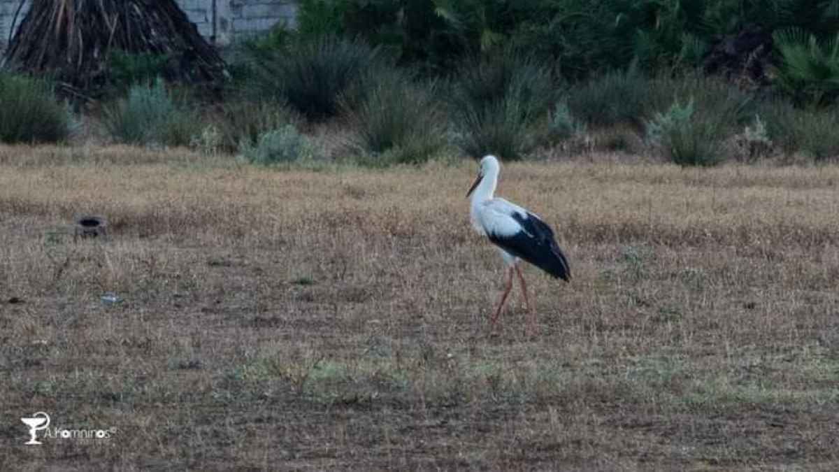 Γοητεύουν οι λευκοί πελαργοί στο Ναύπλιο