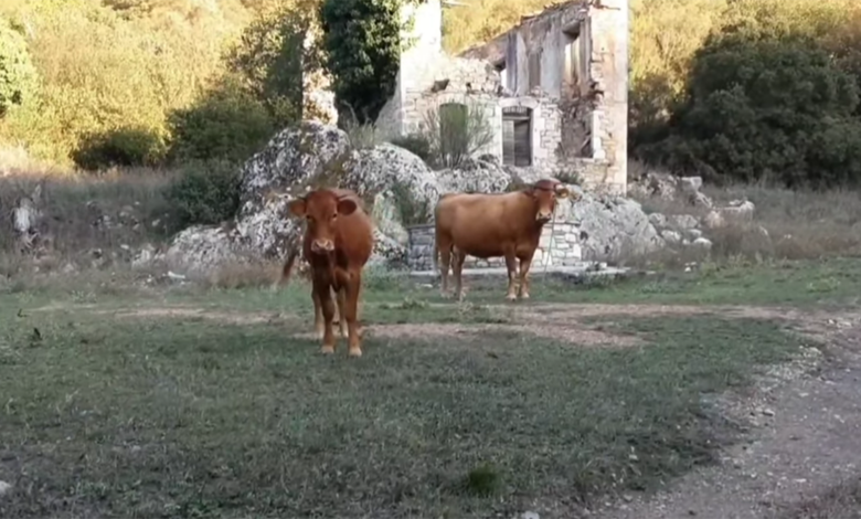 Ρωμύρι Μεσσηνίας