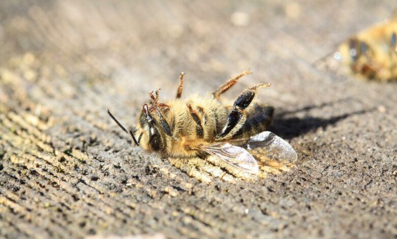 νεκρή μέλισσα