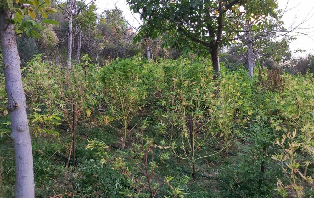 Φυτεία 257 δενδρυλλίων κάνναβης εντοπίσθηκε στη στην Κορινθία (φωτογραφίες)