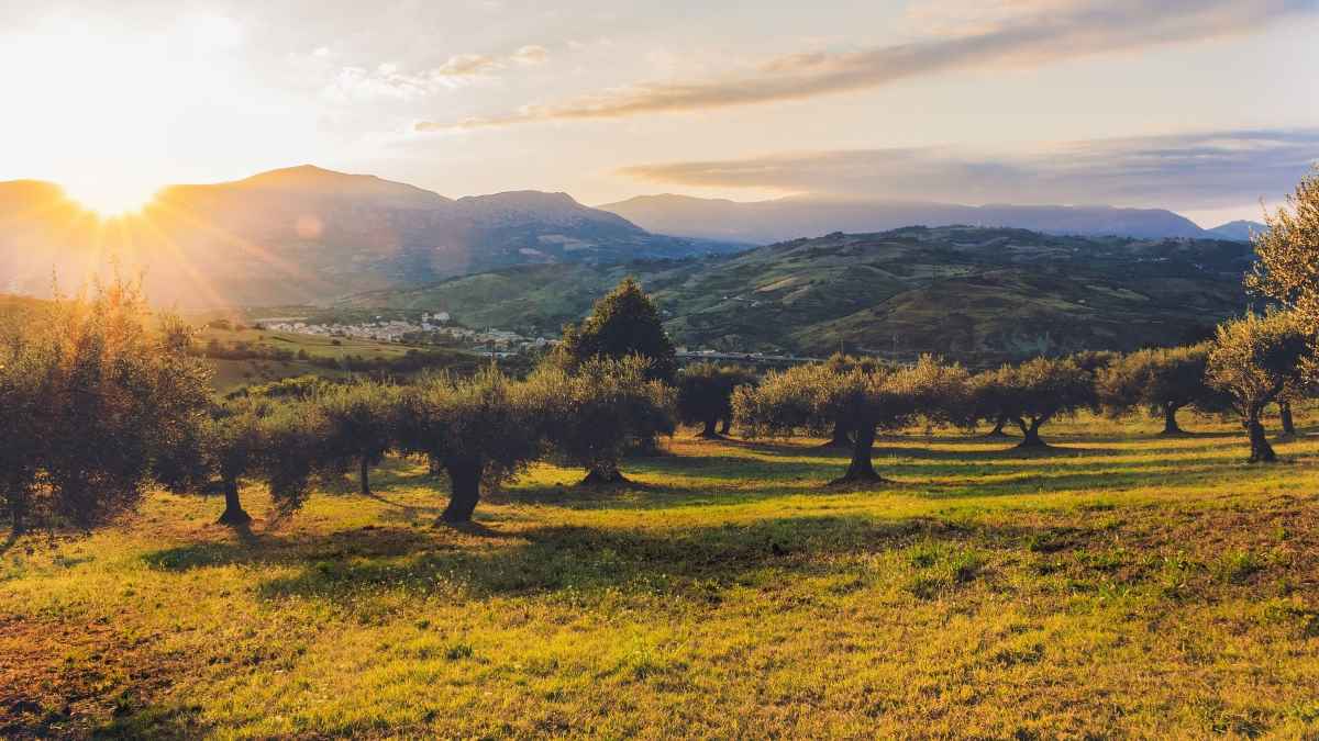 Κτήμα ελιές χωράφι