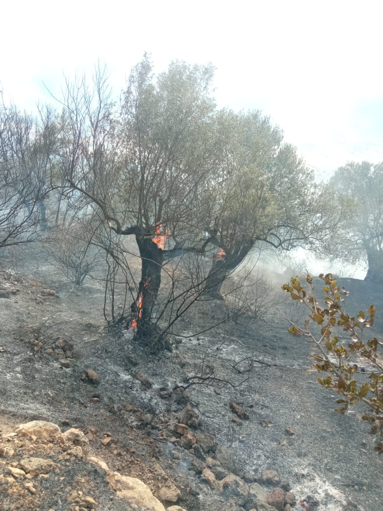 Φωτιά Αχλαδόκαμπος (3)