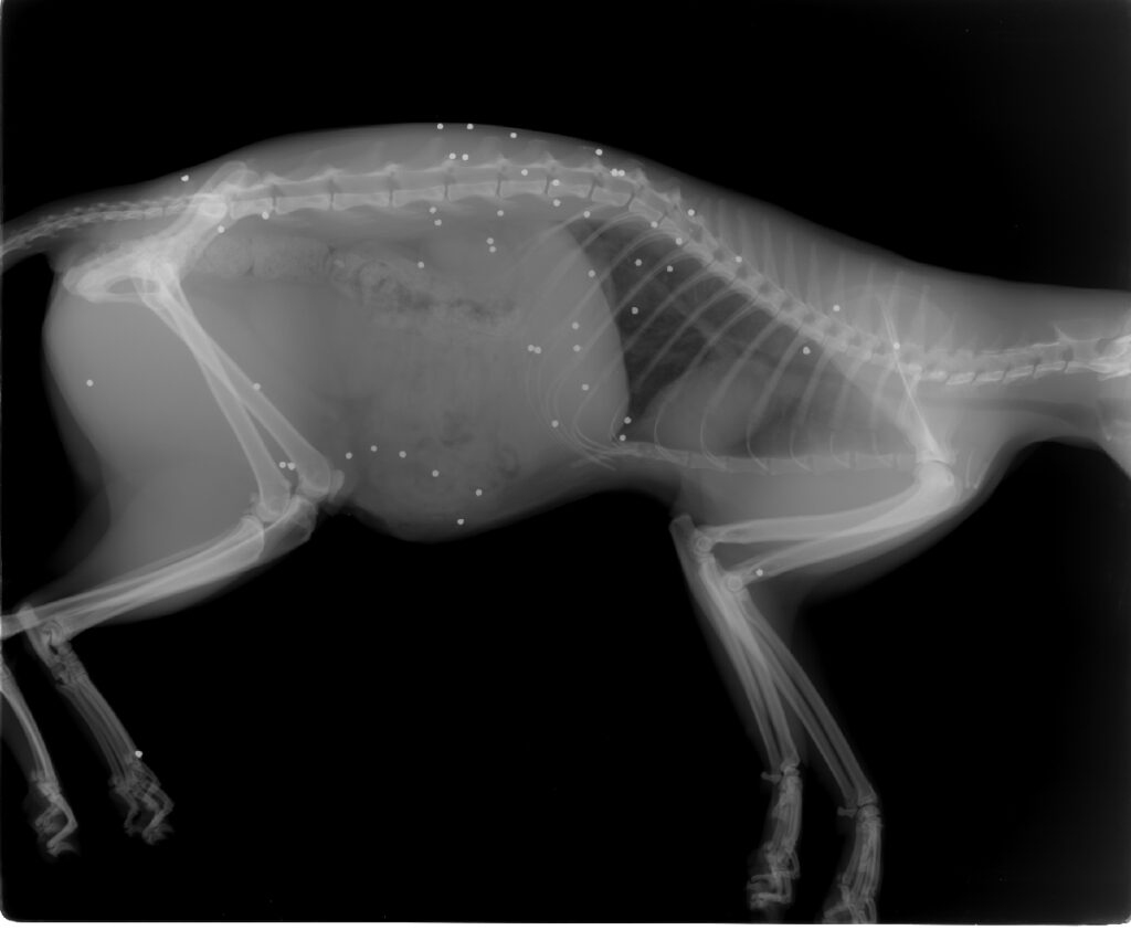 Τραυματισμένη γάτα Ασίνη ακτινογραφια