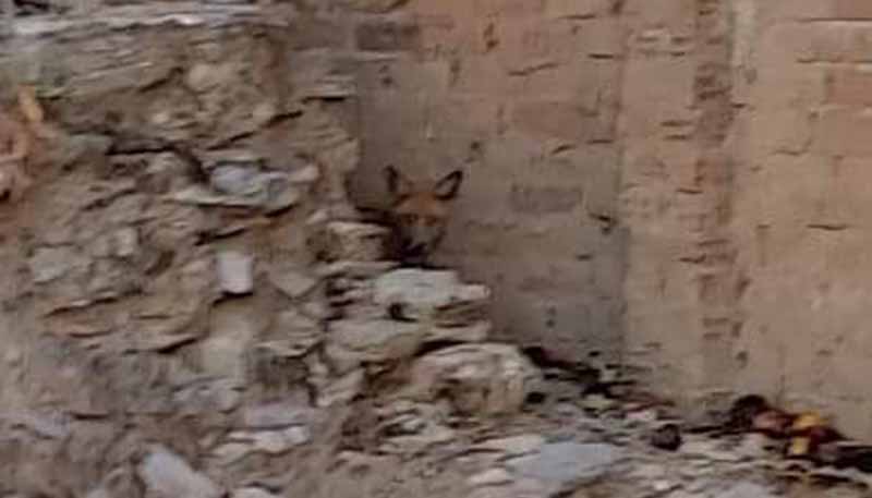 Άργος: Πρόσωπο με πρόσωπο με μία αλεπού στην οδό Ναυπλίου, μέρα μεσημέρι