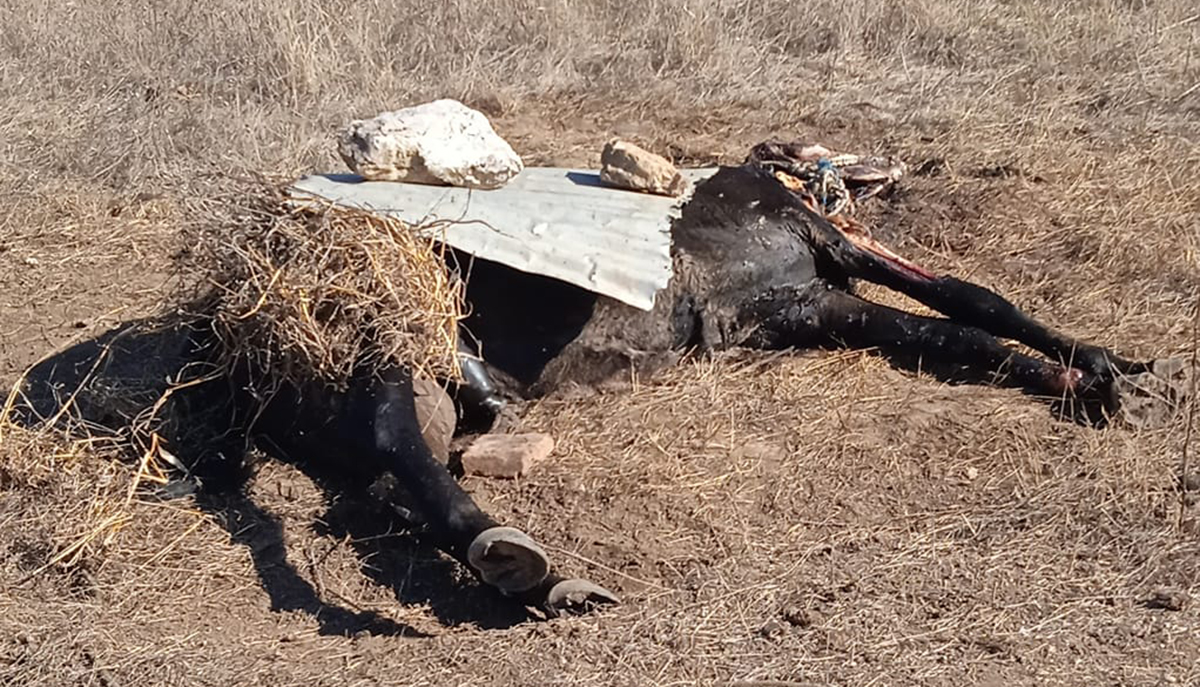 Πρωτοφανής βαρβαρότητα: Άλογο βρήκε αργό και βασανιστικό θάνατο στην Αρκαδία (Εικόνες-σοκ)