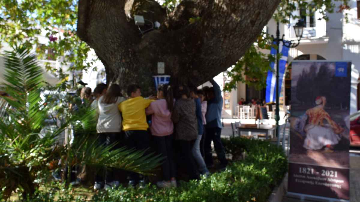 Μεσσηνία: Αγκαλιά προστασίας για τον πλάτανο «ελευθερίας» της Πύλου