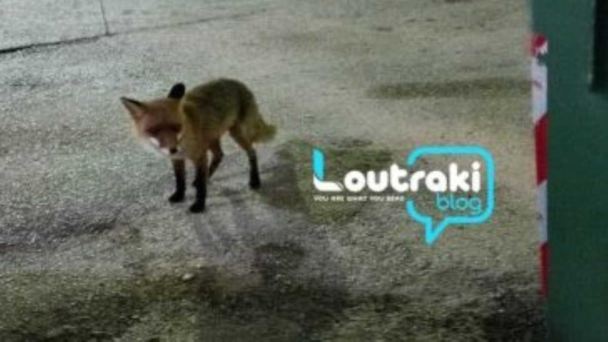 Αλεπού παίζει με γάτα στο Λουτράκι