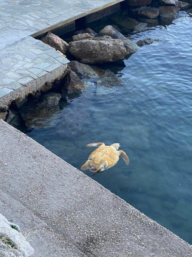 Νερκή καρέτα καρέτα Ναύπλιο 2