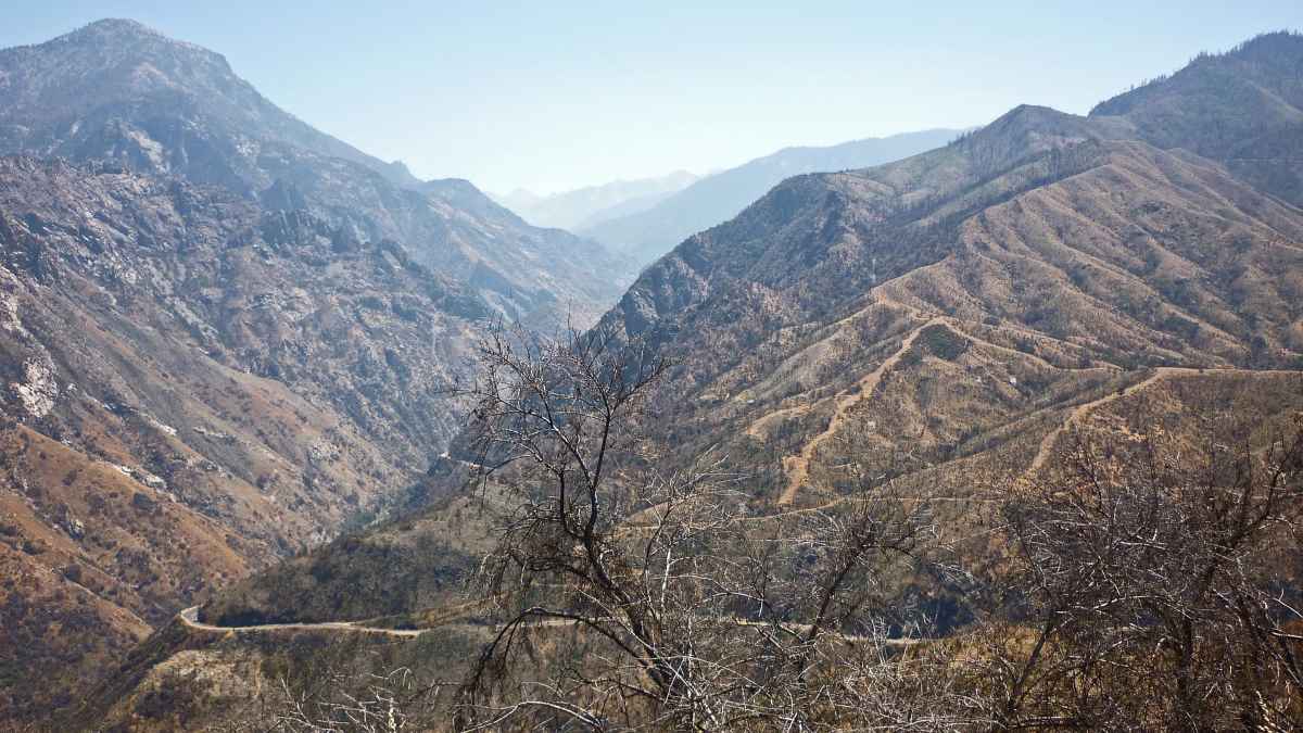 καμένα δέντρα καμένη γη