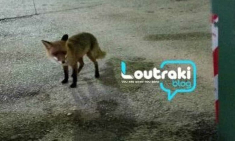 Αλεπού παίζει με γάτα στο Λουτράκι