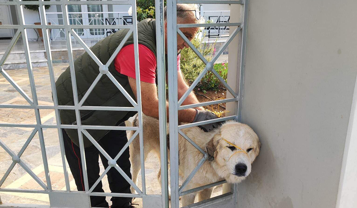 Άργος: Σκύλος πήγε να μπει σε σπίτι και σφήνωσε στα κάγκελα – Πυροσβεστική και Γκαβούνος έδωσαν τη λύση