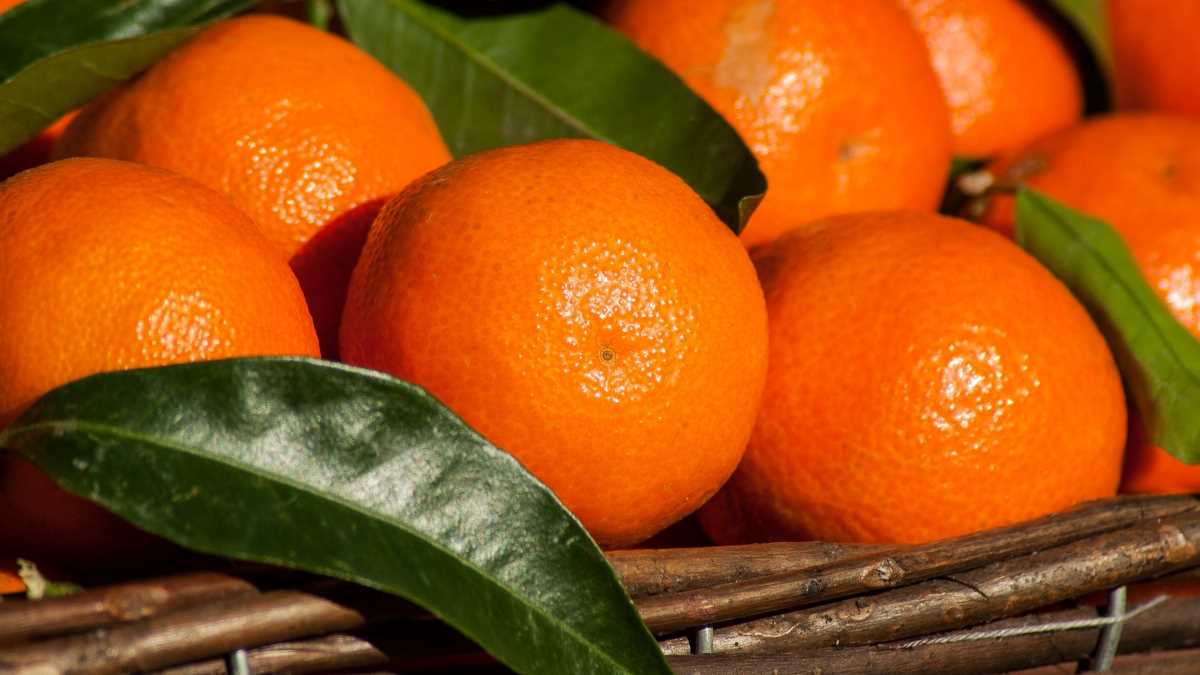 Αργολίδα: Το φρένο στα μανταρίνια και το άγνωστο με τα πορτοκάλια προς χυμοποίηση