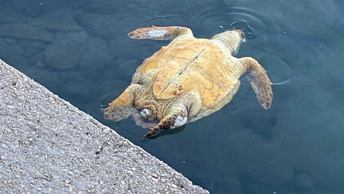 Νεκρή εντοπίστηκε χελώνα καρέτα – καρέτα στο Ναύπλιο
