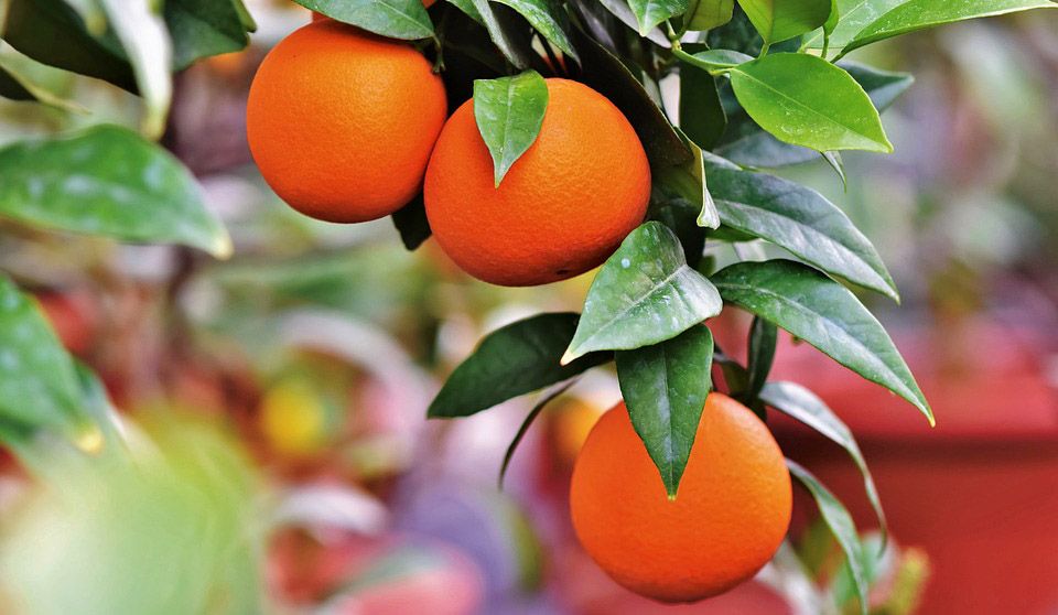 Αργολίδα: Με μεγάλη δυσκολία το εμπόριο πορτοκαλιών – Πολύ χαμηλά οι τιμές