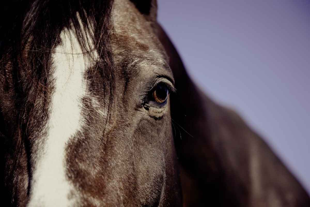 Φιλοζωικός Σύλλογος Ναυπλίου: Ζητούνται εθελοντές για φροντίδα αλόγου