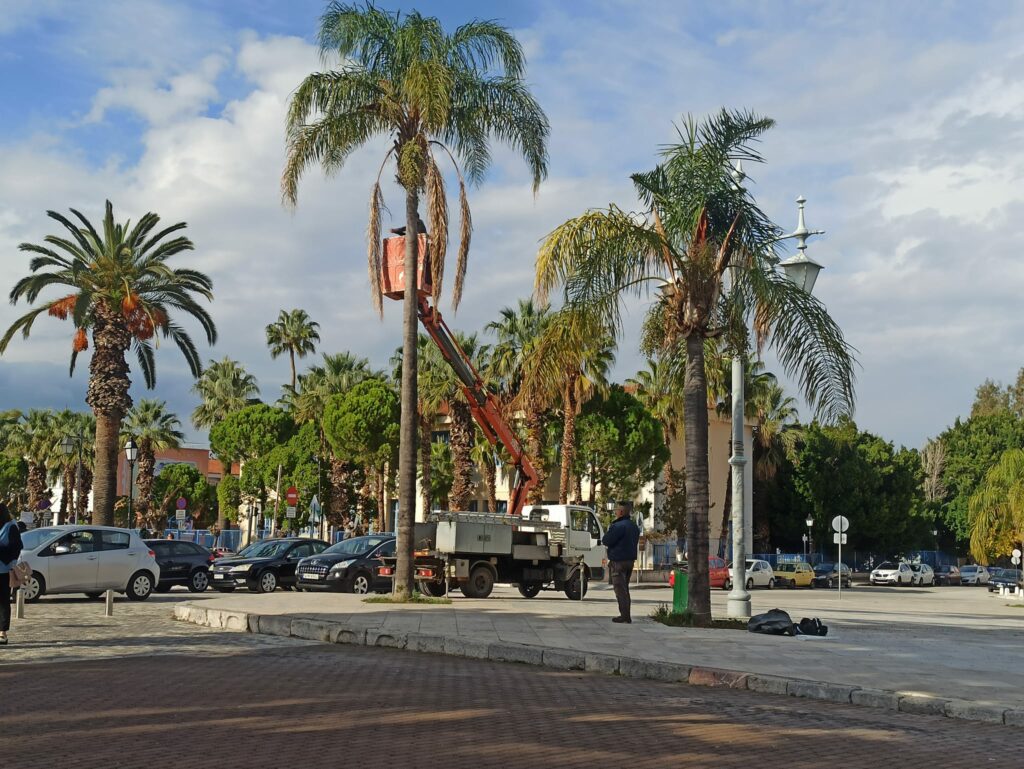 Δέντρο πλατεία Καποδίστρια Ναύπλιο (2)