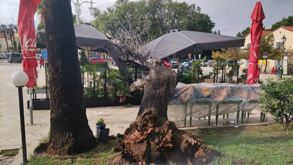 Πτώση δέντρου στην πλατεία Καποδίστρια στο Ναύπλιο (5)