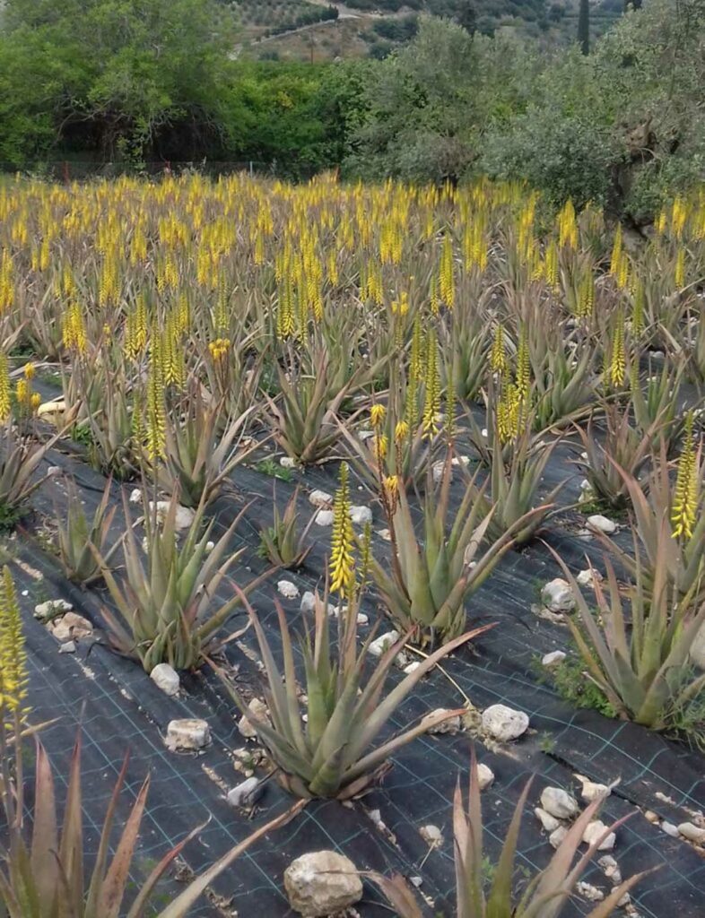 epidavros aloe vera Ανθισμένη Αλόη