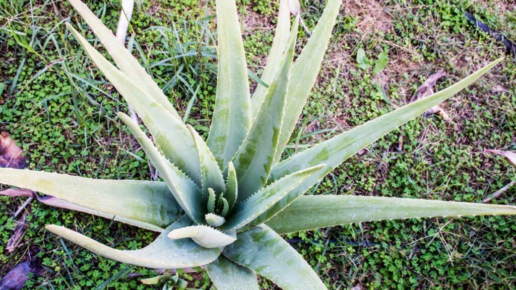 epidavros aloe vera