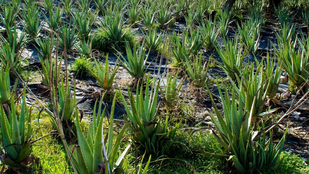 epidavros aloes vera