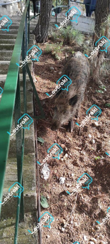 Αγριογούρουνο Όσιος Πατάπιος Λουτράκι (1)