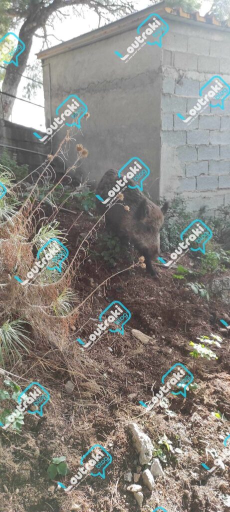 Αγριογούρουνο Όσιος Πατάπιος Λουτράκι (4)