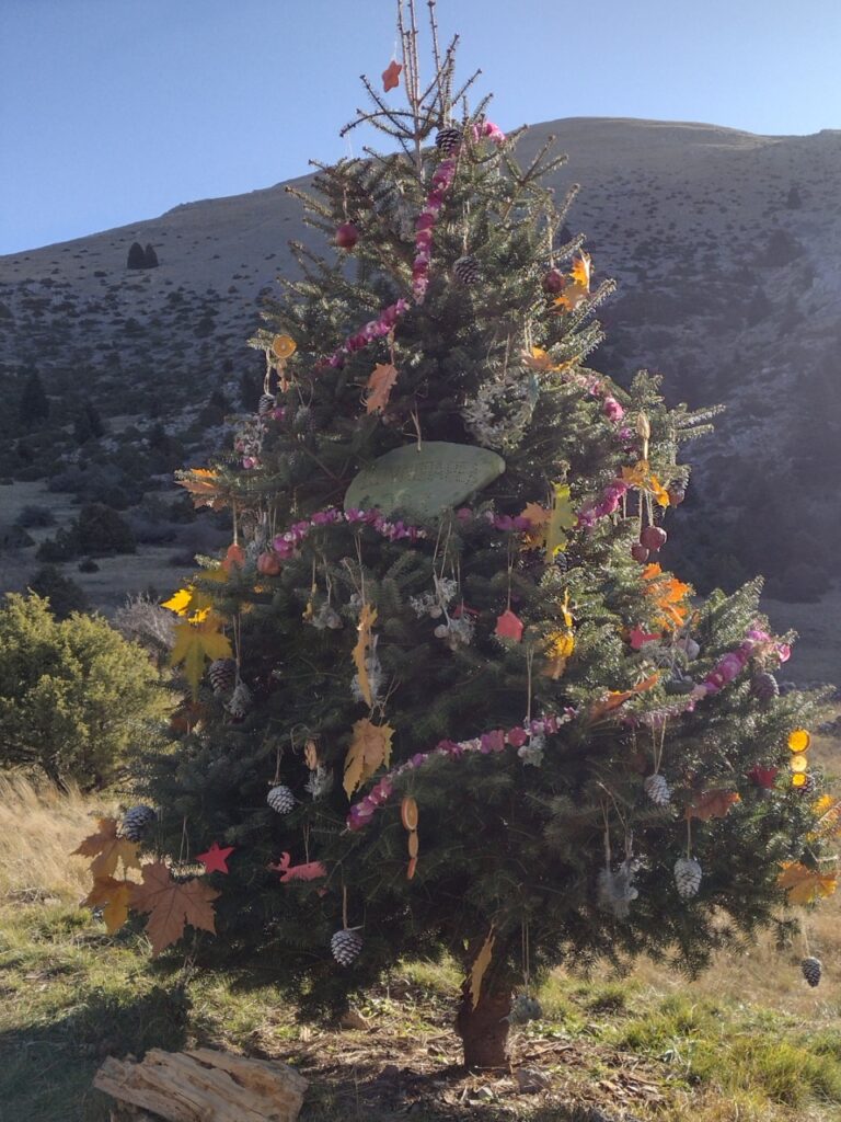 Βουνοπαρέα Αργολίδας δέντρο Μαίναλο (10)
