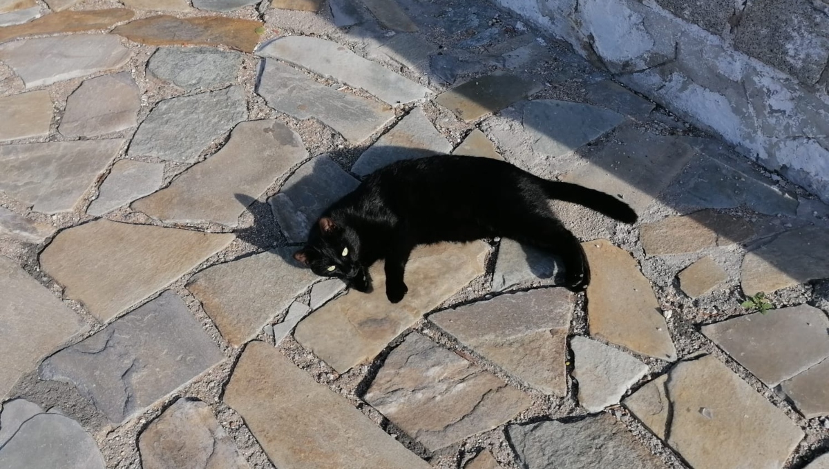 Ο αραχτός μαύρος γάτος της Αρβανιτιάς και τα αδέσποτα στο Ναύπλιο