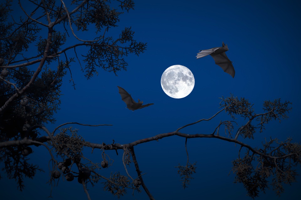 Νυχτερίδες πανσέληνος