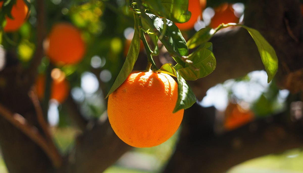 Αργολίδα: Πώς εξελίσσεται η εμπορία σε πορτοκάλια και μανταρίνια – Οι τιμές παραγωγού