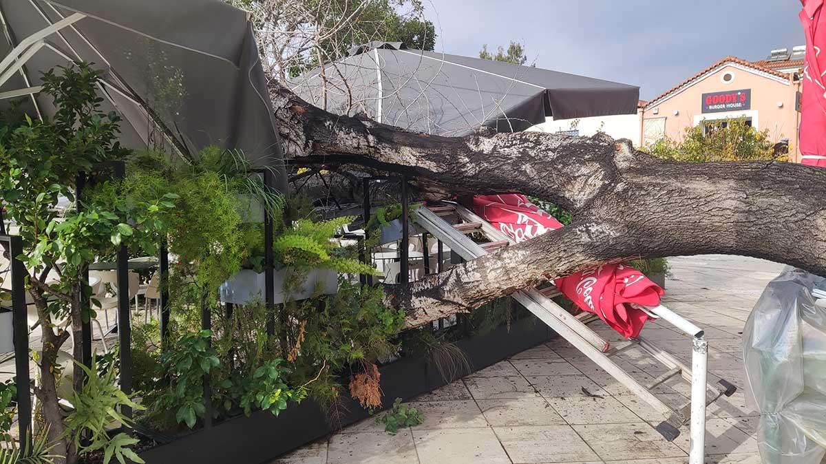 Σοκ. Έπεσε δέντρο πάνω σε τραπεζοκαθίσματα στο Ναύπλιο – Από θαύμα δεν θρηνήσαμε θύματα