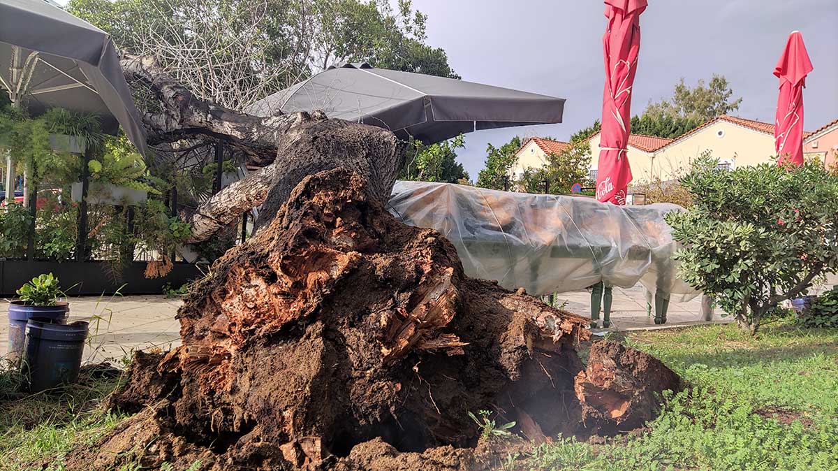 Ο Δήμος πληρώνει επιχείρηση για πτώση δέντρου στο Ναύπλιο