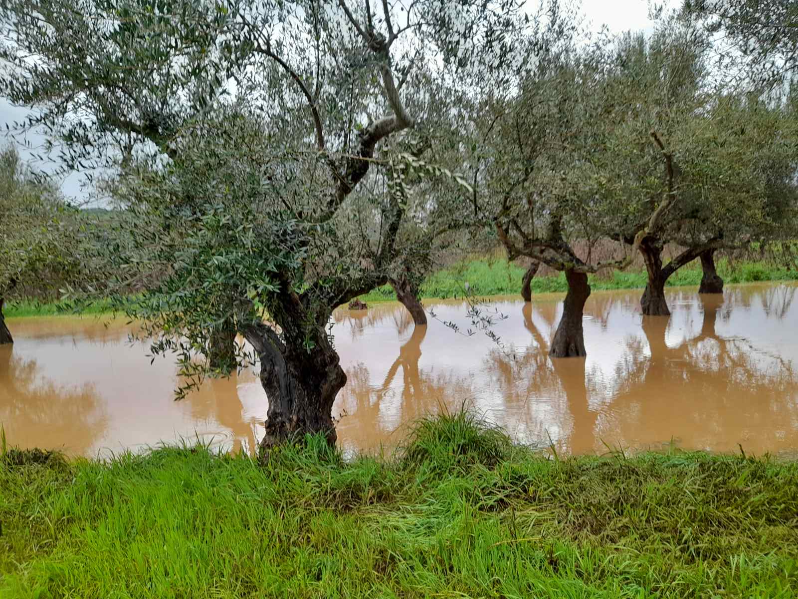 Ζημιές κακοκαιρία Λακωνία (5)