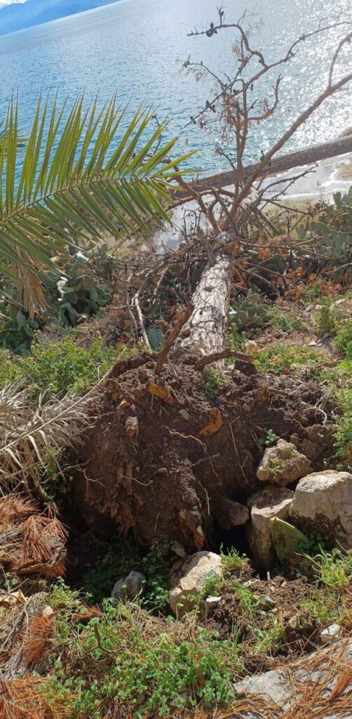 Πεσμένο δέντρο Αρβανιτιά Ναύπλιο (2)