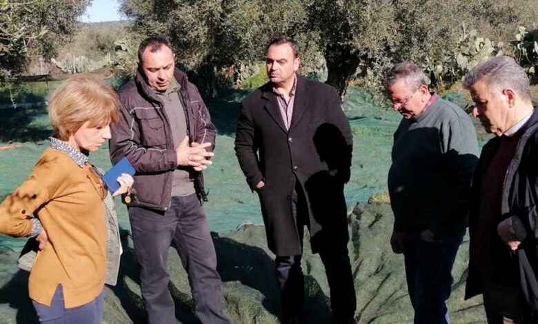 Αυτοψία ελαιώνες Λακωνία Ιανουάριος 2023 1