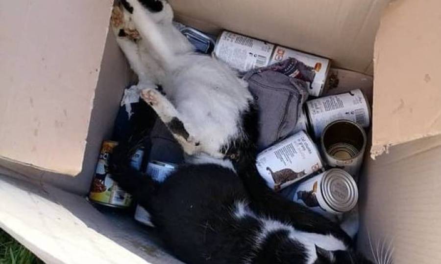 Αποτροπιασμός στην Πάτρα: Δηλητηρίασαν 15 γάτες με φόλες στην περιοχή της Ιεροθέου