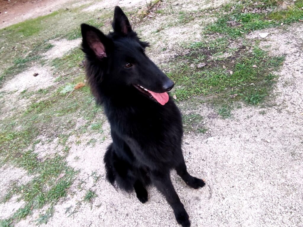 Σκύλος Ελληνική Ομάδα Διάσωσης Αργολίδας (2)
