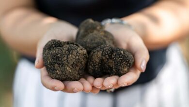 truffle hunting at meteora (1)