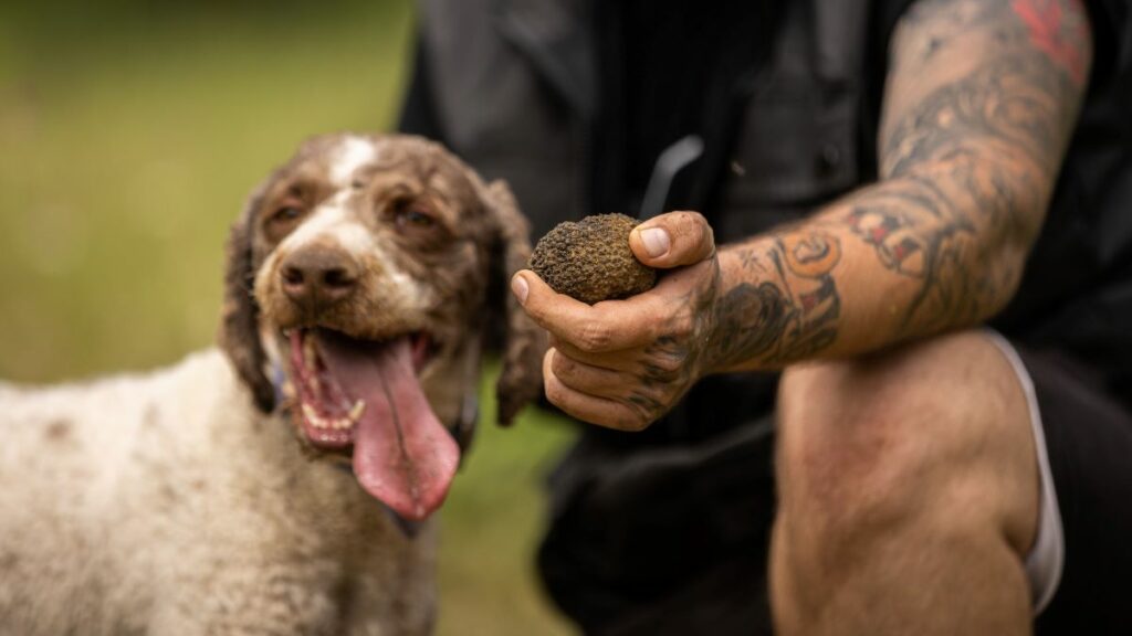 truffle hunting at meteora (2)