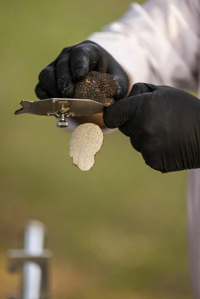 truffle hunting at meteora (4)